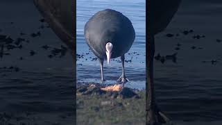 波打ち際のアミエビを食べに来たのは…