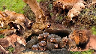 Unbelievable Battle! Angry Mongoose Unleashes A Powerful Blow To Defeat Th,e Huge Lion To Escape