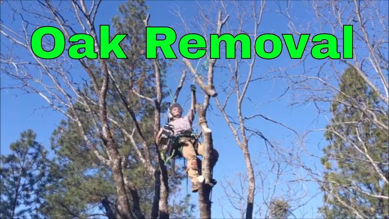 Tiny Oak Removal in a Very Tight Spot, Tree Work with Drone Crash - YouTube