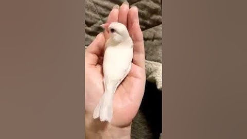 Java Bird trying to make nest on hand.