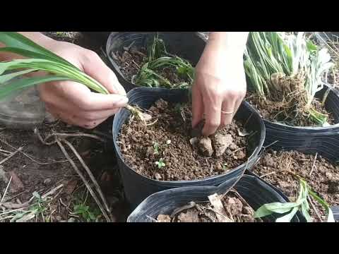 Video Hướng dẫn trồng hoa Thạch Thảo trong chậu phần 1 _ đón... - youtube