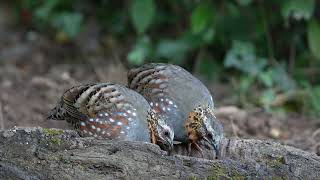 Rufous throated partridge || Bird Guide in Sattal || Rohit Nayal || #himalaya_birding_tours