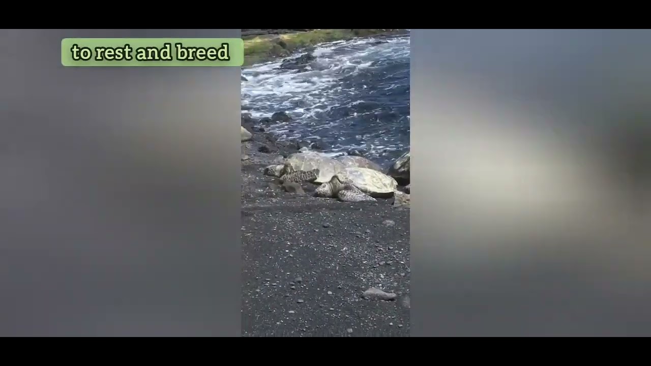 Green and black sea turtles on the beach in Hawaii. Wild nature is stunning in its powerful beauty!