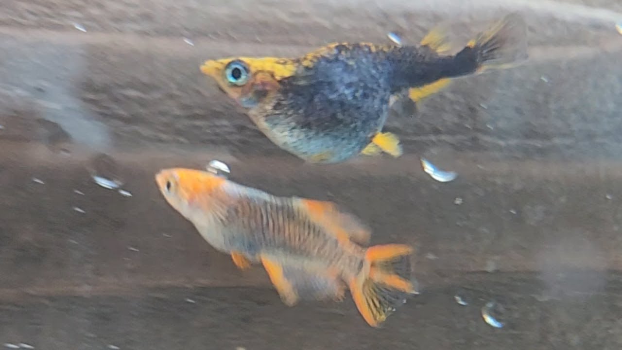 【余命わずか】店主に見放されたメダカがリキに見せた悲しい結末…