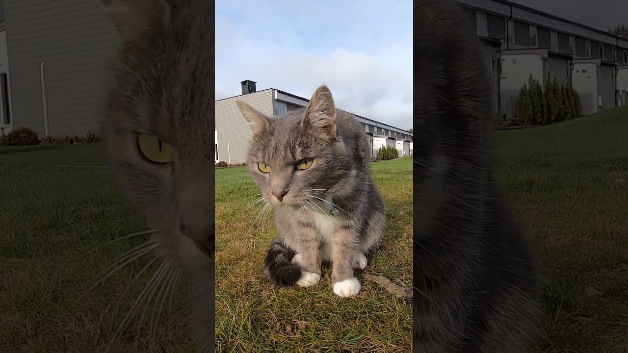 Cat staring at dog - Evil eyes! 