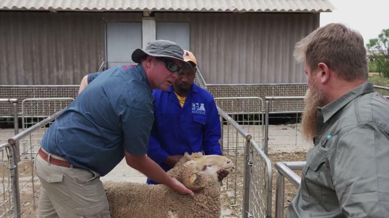 Lamb Champs Seisoen 2 Episode 2 | Nathan Naude