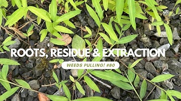 Roots, Residue & Extraction - Weeds Pulling! #80