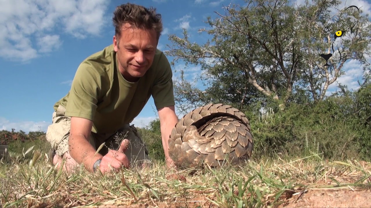 Chris Packham passionate about Pangolin research