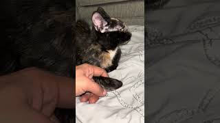 Download Lagu Aponi the spiritual kitty #adoreble  #cat #catvideos #mustwatch MP3