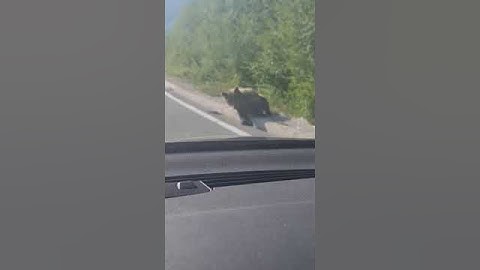 Povrijeđena medvedica tetura magistralom u Crnoj Gori