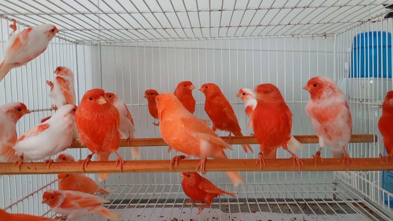 VENDA DE CANÁRIOS - MAIO 2023