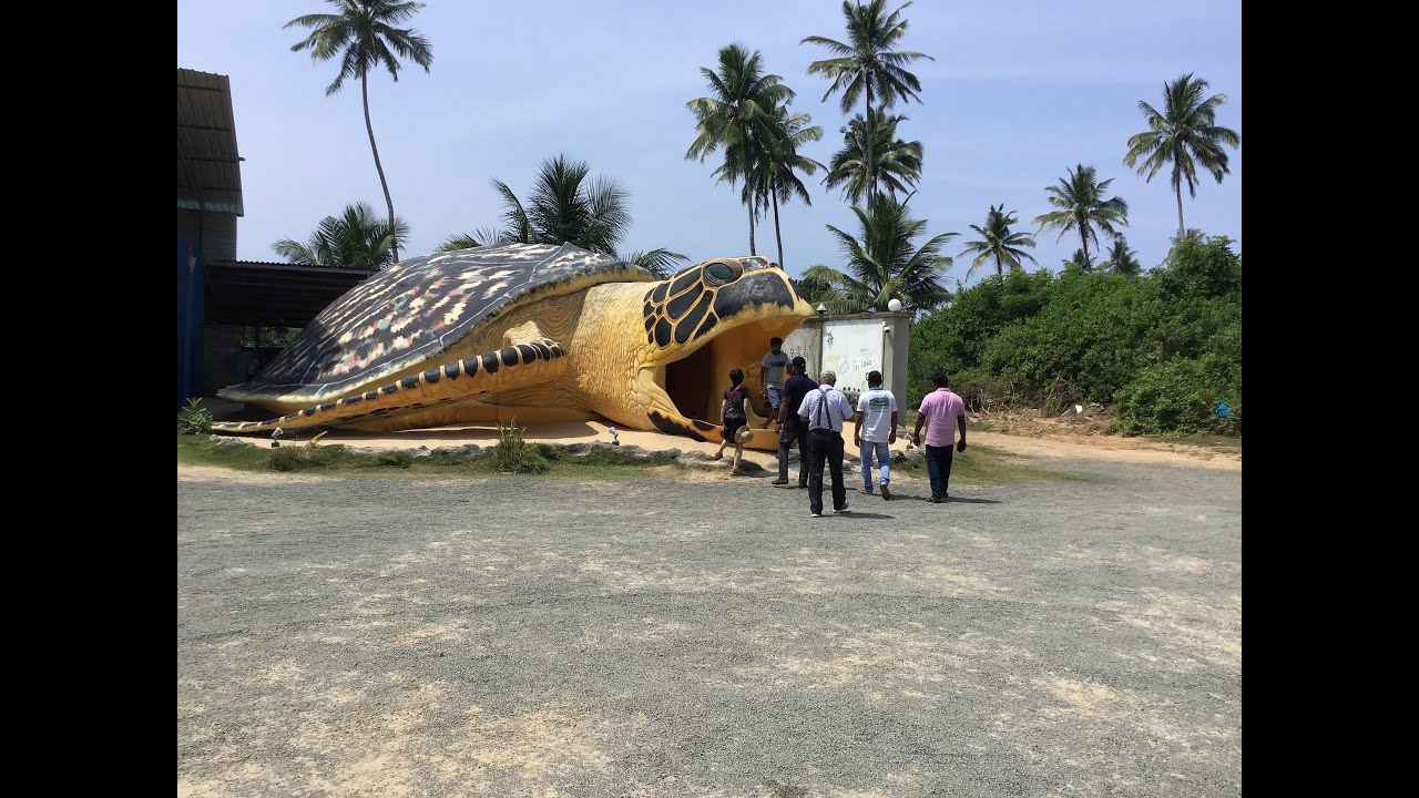 Aquarium in Kosgoda Turtle Hatchery, Sri Lanka YouTube