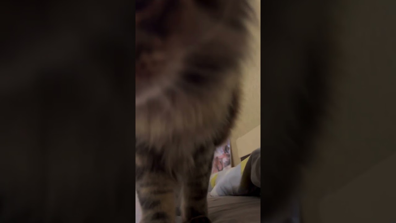 Что за лев этот тигр 🔥