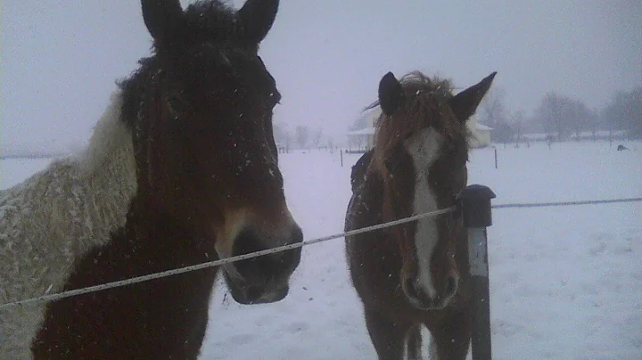 In Pursuit of Happiness:  Working on a Horse Farm ...