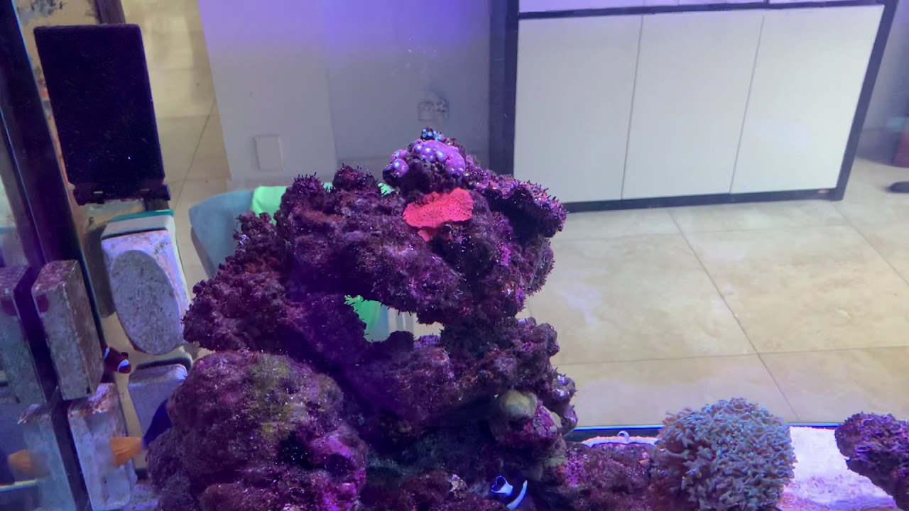 Some very easy coral to keep! YouTube