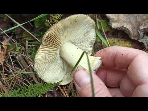 Сравнение подзеленки (рядовка серая, Tricholoma portentosum) и грибов мышата (Tricholoma terreum)