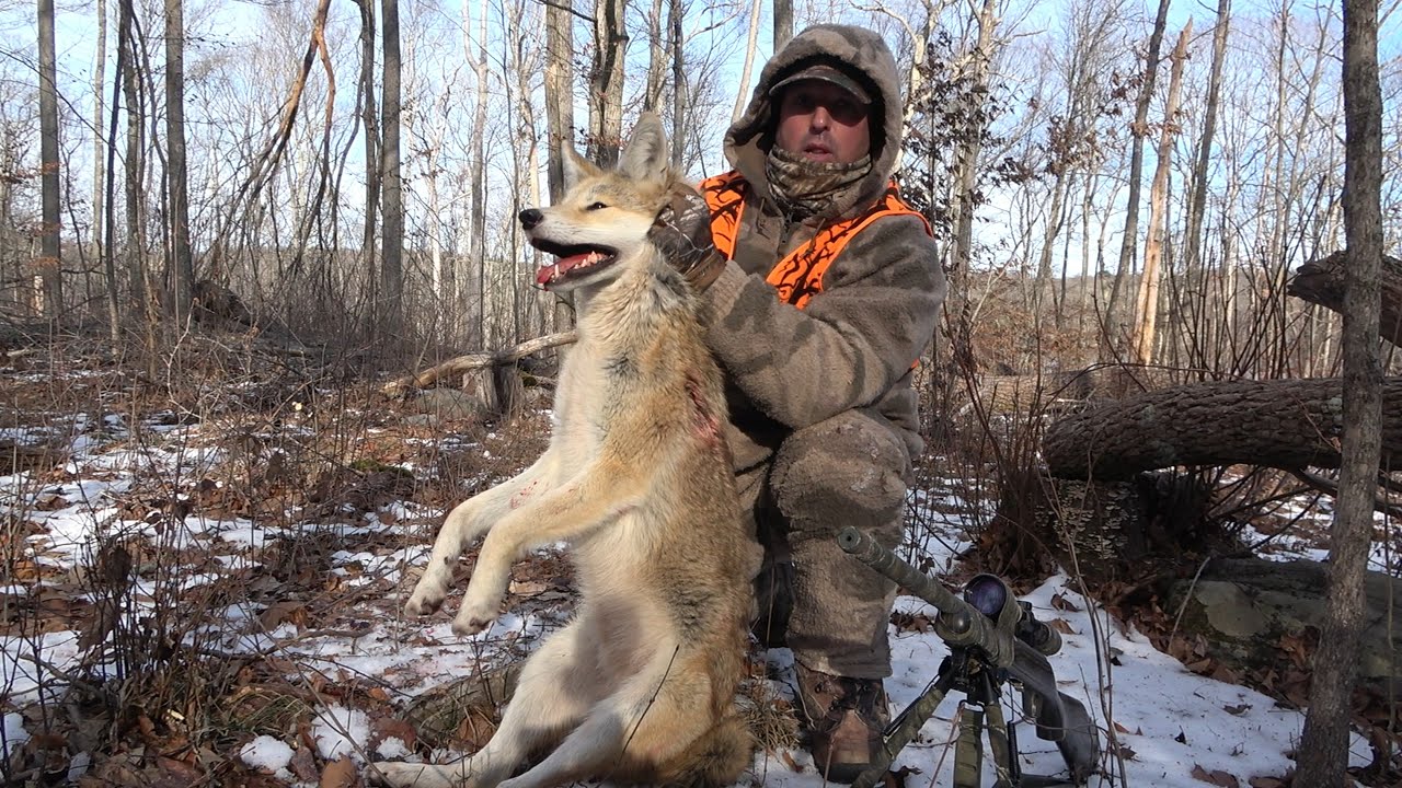 Connecticut Coyote Hunt Blonde Coyote! 17 HMR pass thru YouTube