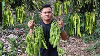 MAKAN SIANG Lauk pindang patin & Lalap petai bakar hasil panen sendiri...