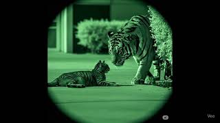 Shockingcat Scared By Tiger