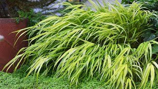 Japanese Forest Grass Hakonechloa Macra