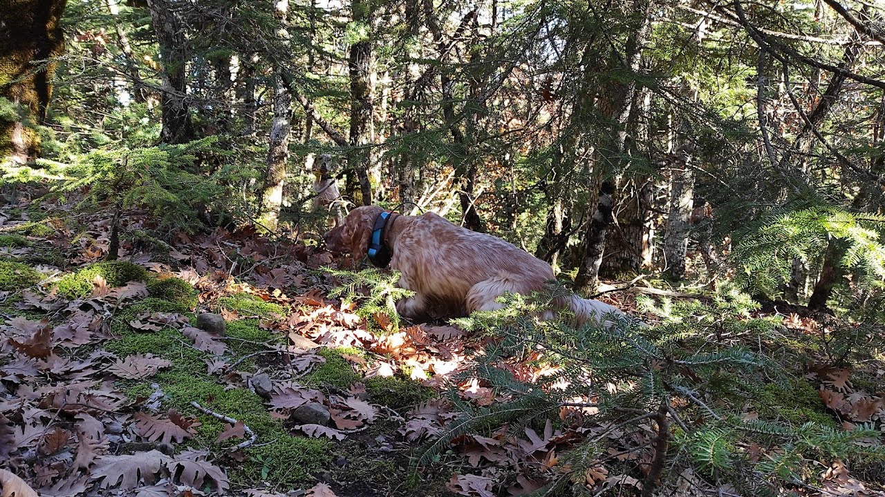 ΚΥΝΗΓΙ ΜΠΕΚΑΤΣΑΣ 2023/24 (woodcock hunting)..(caccia Alla beccaccia ...