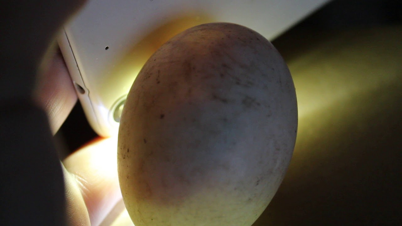 Indian Runner Duck Eggs Candled At 12 Days YouTube Indian Runner Duck Eggs Candled At 12 Days YouTube