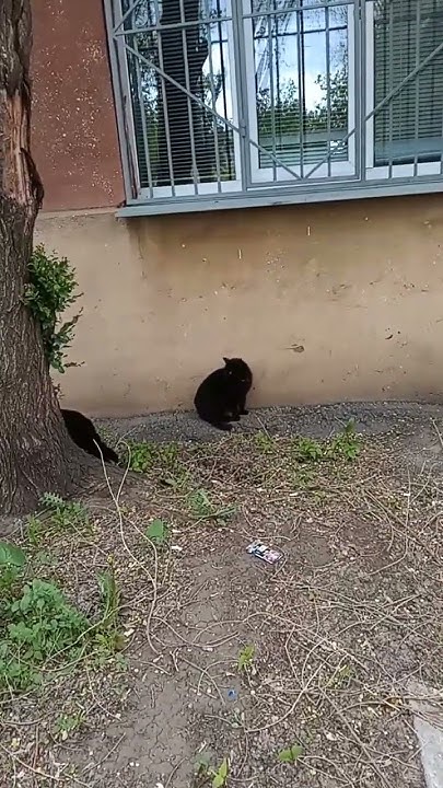 Шабаш что ли ? 🐈‍⬛ - YouTube
