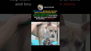 The Biggest Dog Grooming Mistake You're Making😱 #dogs #petfail #shorts
