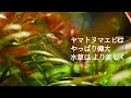 アオミドロから復活水槽やっぱりヤマトはすごいコケ取り生体だった 【アクアリウム】【4K】