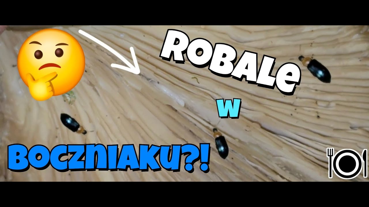 Robale w boczniaku ostrygowatym? Niestety. Grzyby piękne, robale jeszcze ładniejsze.