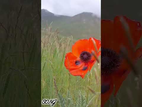 مفهوم شعر یارم به یک لا پیرهن خوابیده زیر نسترن استاد شجریان