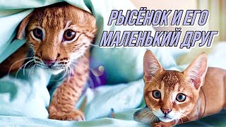 Жизнь рысёнка Локи и его друга Игры котят на кровати