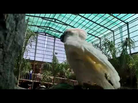 Taif Escapade || Cockatoo dancing at Babyzoo  #thesingingpastorandthedancingbird
