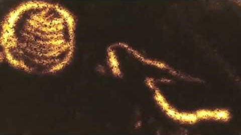 Experimental Animation