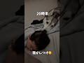 赤ちゃんが好きすぎるハスキーに密着24時#ハスキン#シベリアンハスキー#ハスキー#赤ちゃん#犬のいる生活