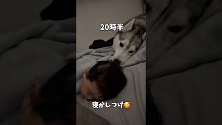 赤ちゃんが好きすぎるハスキーに密着24時#ハスキン#シベリアンハスキー#ハスキー#赤ちゃん#犬のいる生活