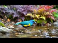 🔴 24/7 LIVE: Peaceful Bird Sounds & Soft Piano 🎹 Deep Sleep & Stress Relief