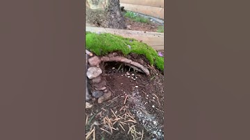 I made a little house for the chipmunks 🐿️ ￼