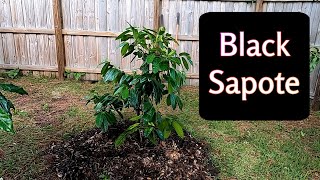 Black Sapote tree | Transplanting my 2 -3 yo tree  | Southern Latitudes