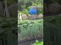 #꽃한송이 #텃밭