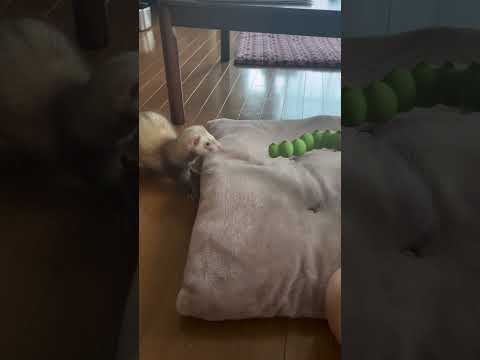 ふくふくのこのここしたんたん しかのこのこのここしたんたんに合わせて #フェレット