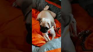 #Chinnu New sleeping Bed #Unboxing  #chinnubed | #dogbed | #petsbed #Chinnuthepugsince2022 #pugdog