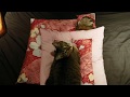 [見守ってる？]カワウソが布団で寝ていると、ネコがやってきた　Cat＆Otter