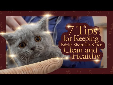 7 Essential Tips