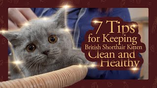 7 Essential Tips for Keeping Your British Shorthair Kitten Clean and Healthy screenshot 5