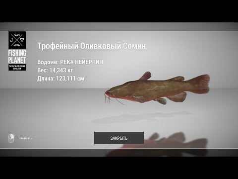 Видео: Fishing Planet - Как ловить Оливкового Сомика на реке Нейеррин?