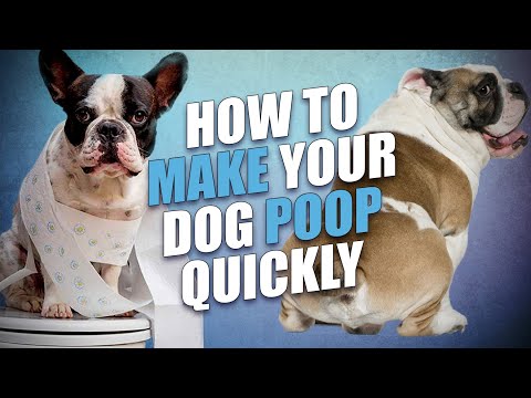 what can i give my dog to poop