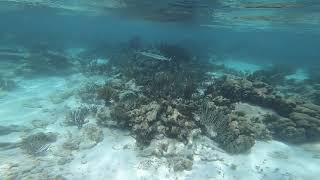 2023.05 Needlenose Fish (Video #1) - Snorkeling in Shallow Water Near Wall North of Grand Cayman