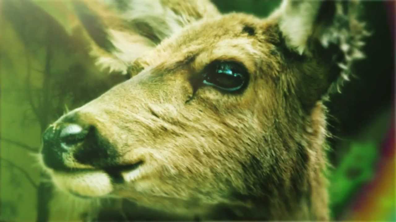 Animal Planet Japan Monthly - YouTube