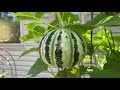 Netting a great kajari melon harvest gyw aug 5th 22